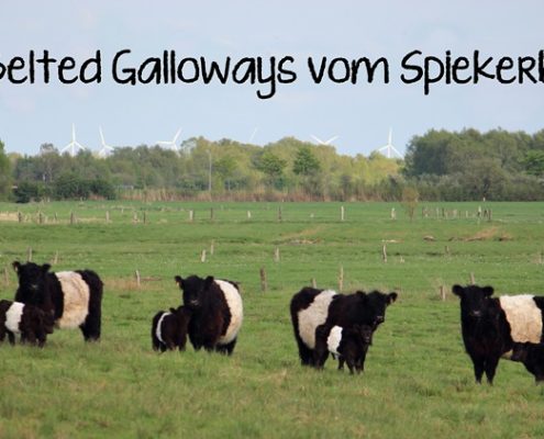 Belted Galloway Vom Spiekerberg
