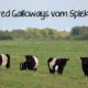 Belted Galloway Vom Spiekerberg