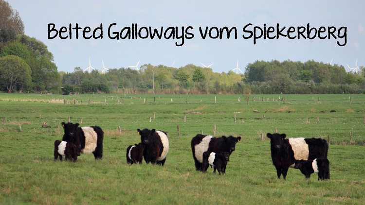 Belted Galloway Vom Spiekerberg