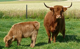 Highland Cattle Mutterkuhhaltung