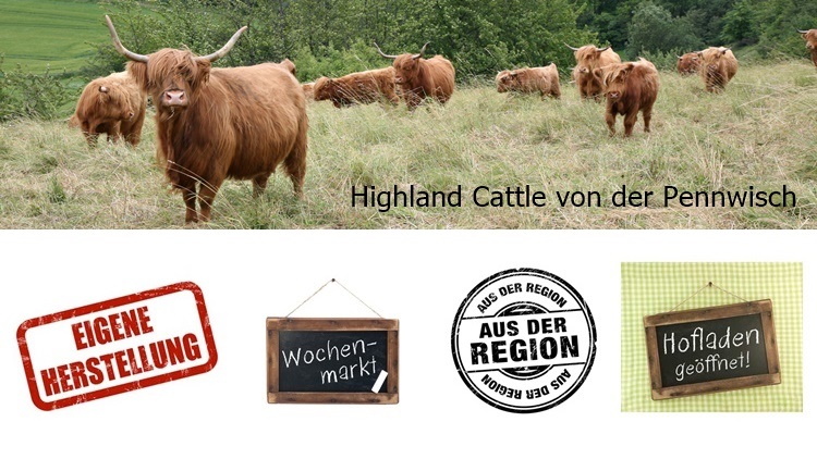 Highland Cattle von der Pennwisch