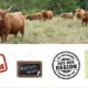 Highland Cattle Direktvermarkter