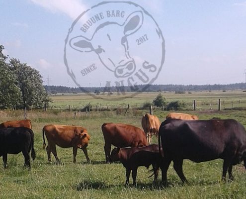 Bruune Barg Angus