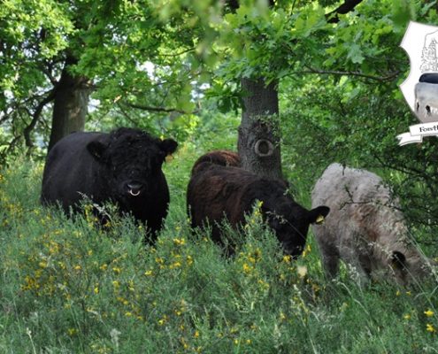 Forsthaus Galloway Lars Lorenzen