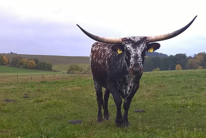 Rinderrasse Texas Longhorn