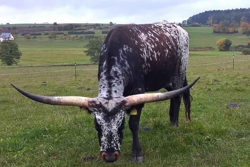 Rinderrasse Texas Longhorn