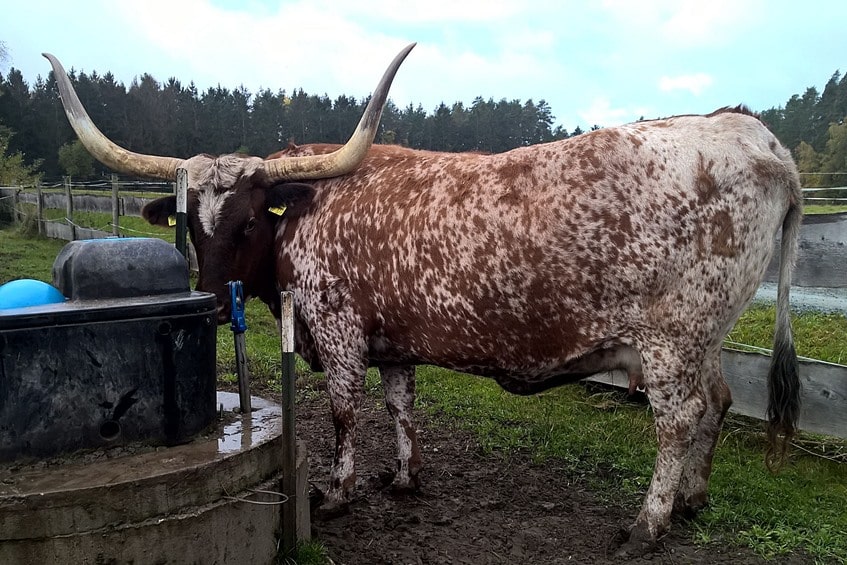 Rinderrasse Texas Longhorn