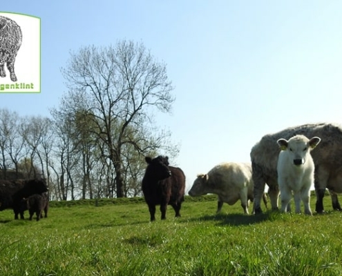 Galloways vom Langenklint