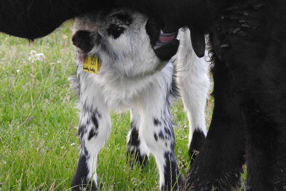 Galloway Kalb Lucky Luke an der Milchbar