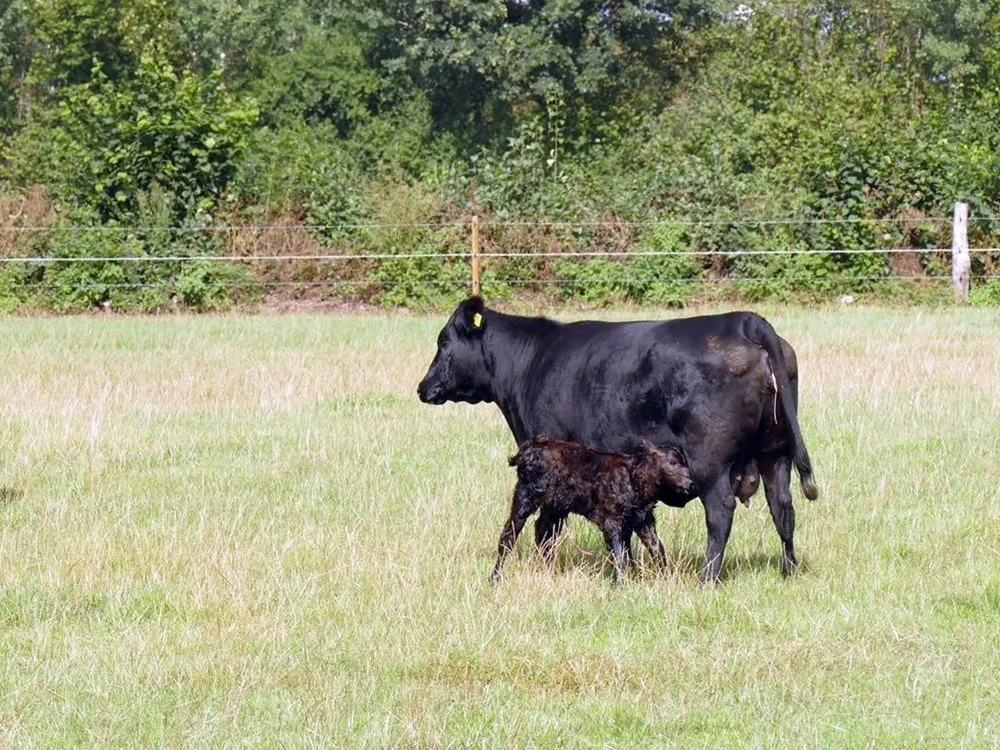 Aberdeen Anguszucht Jannes Köpke in Blickstedt