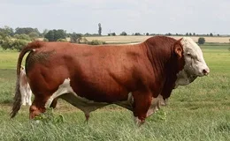 Rinderrasse Fleckvieh Simmental