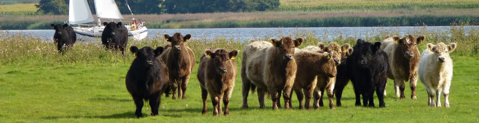 Fleischrinderzucht SH + HH Galloway Rinder