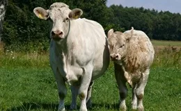 Rinderrasse Charolais