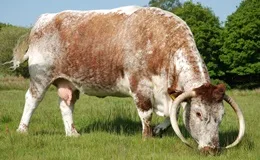 Rinderrasse English Longhorn