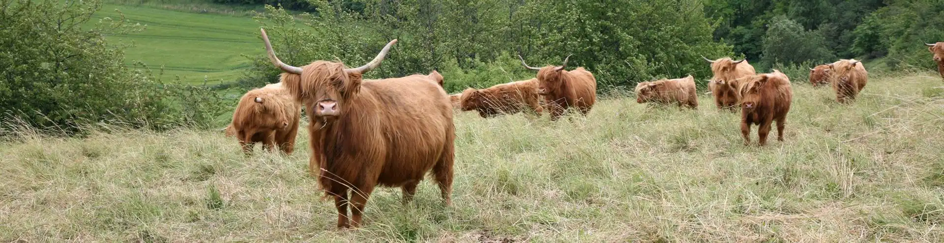 Fleischrinderzucht SH + HH Highland Rinder