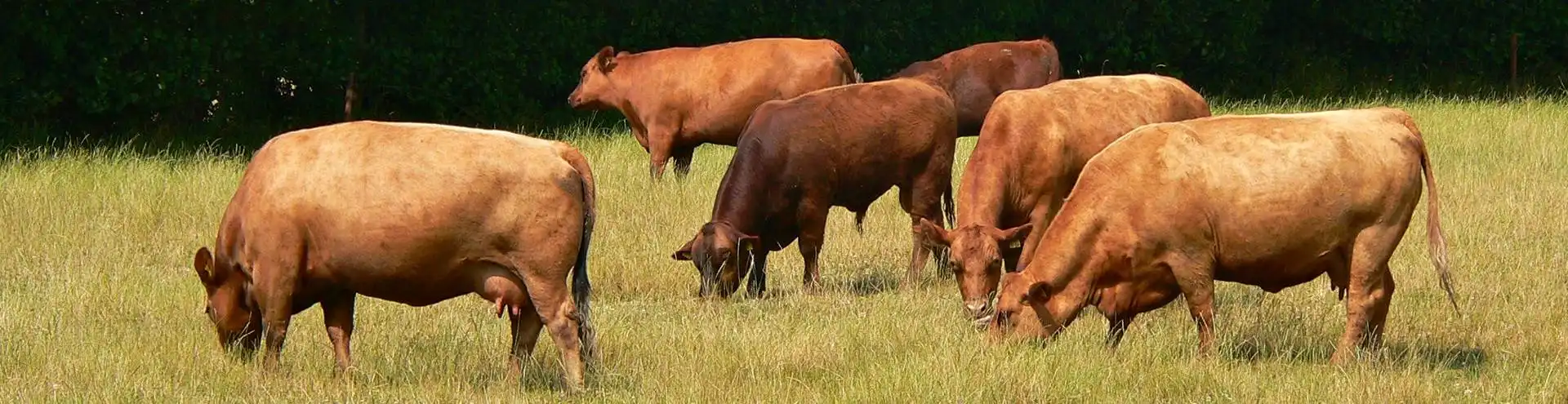 Fleischrinderzucht SH + HH Angus Rinder