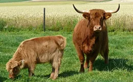 Rinderrasse Highland Cattle