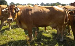 Rinderrasse Limousin