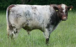 Rinderrasse Shorthorn