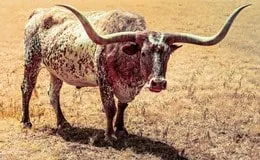 Rinderrasse Texas Longhorn