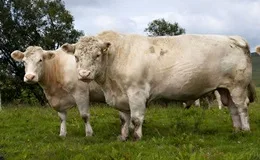 Rinderrasse Whitebred Shorthorn