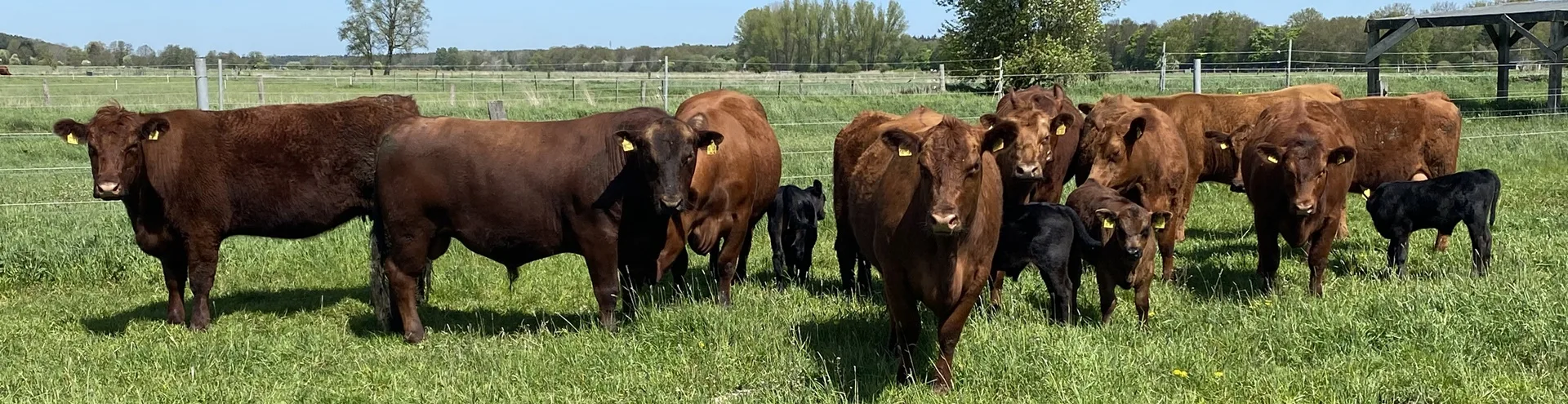 Fleischrinderzucht SH + HH Angus Rinder
