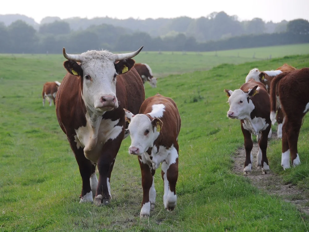 Hereford Kuh & Kalb Hereford Kuh & Kalb