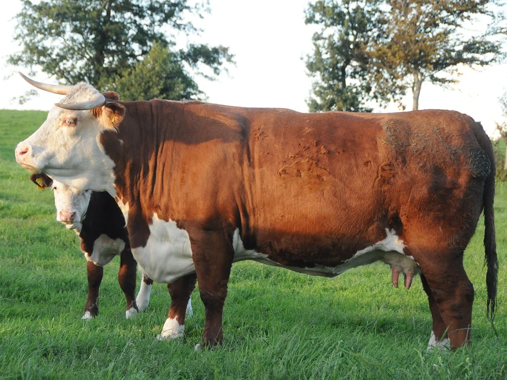 Hereford Kuh & Kalb Hereford Kuh & Kalb