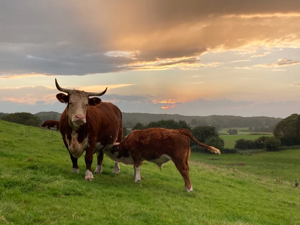 Hereford Kuh & Kalb Hereford Kuh & Kalb