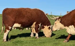 Hereford Bulle & Kuh