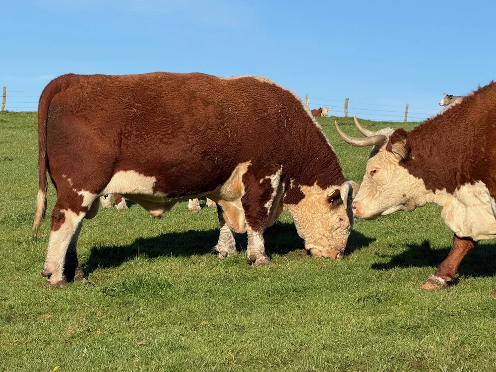 Hereford Bulle & Kuh Hereford Bulle & Kuh