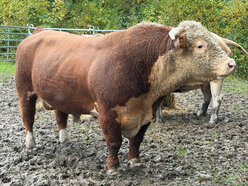Hereford Bulle Hereford Bulle