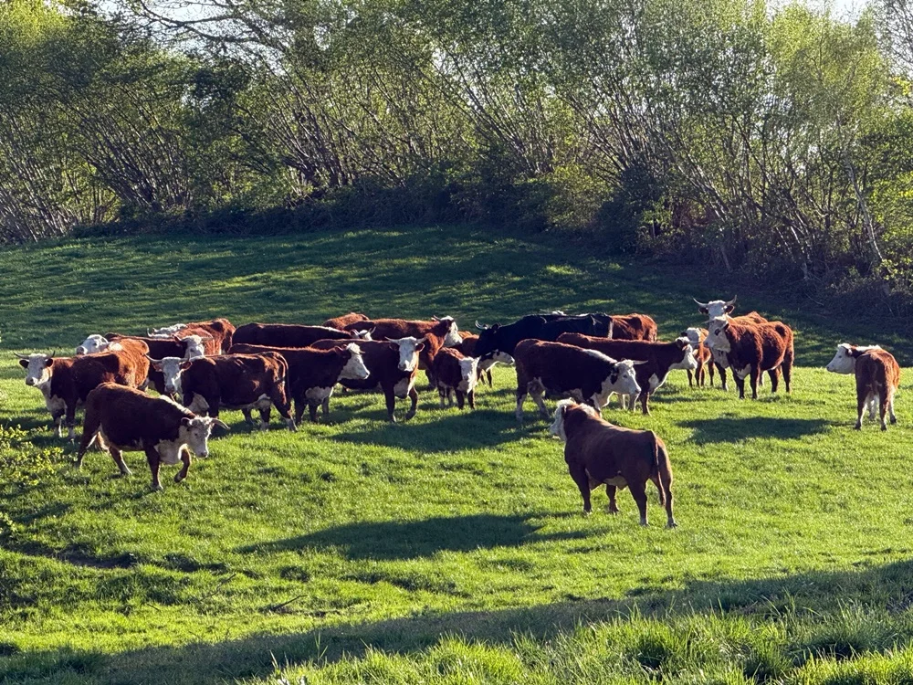 Hereford Herde Hereford Herde